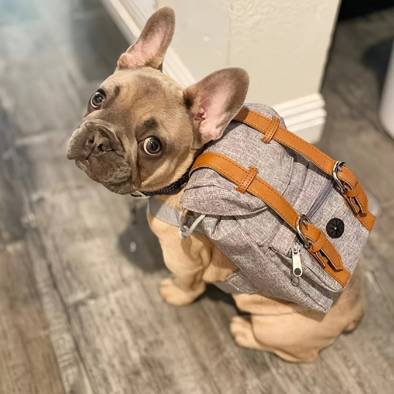 Glowli Pet Explorer Backpack