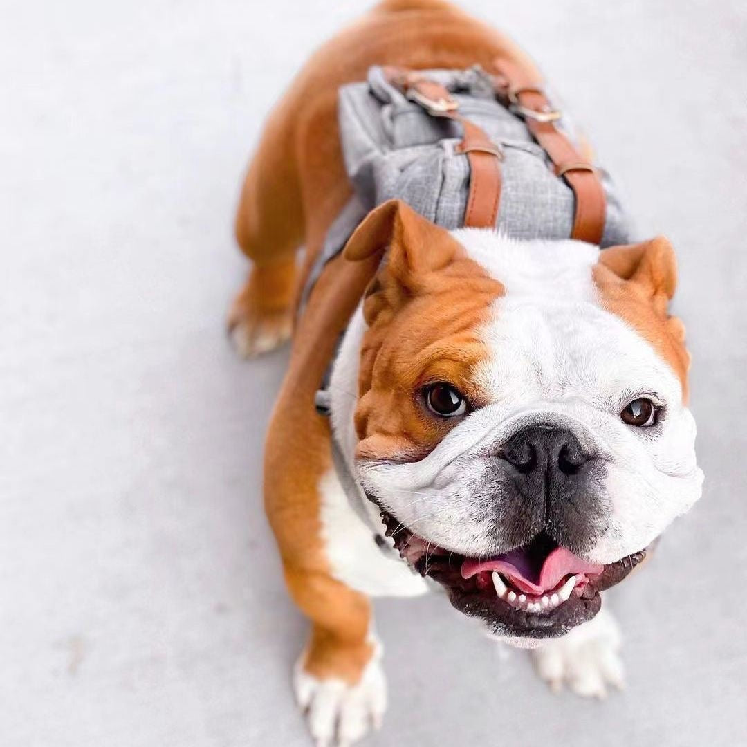 Glowli Pet Explorer Backpack