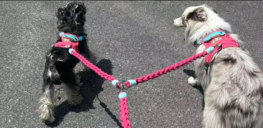 Glowli Double Walk Leash