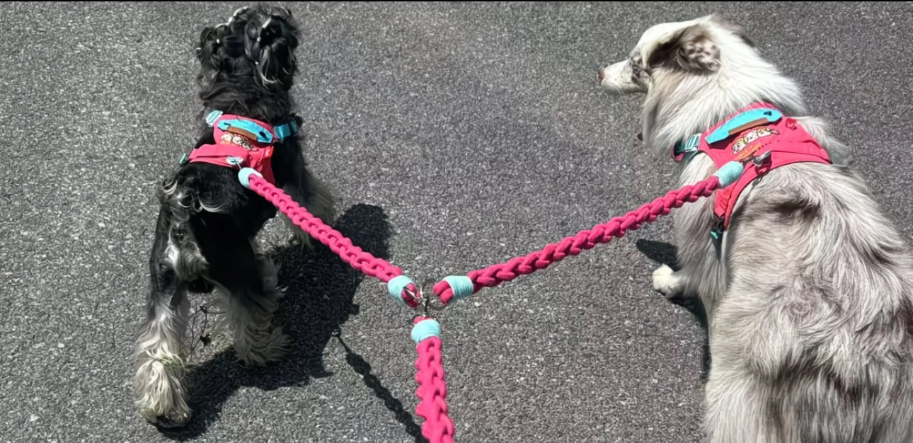 Glowli Double Walk Leash