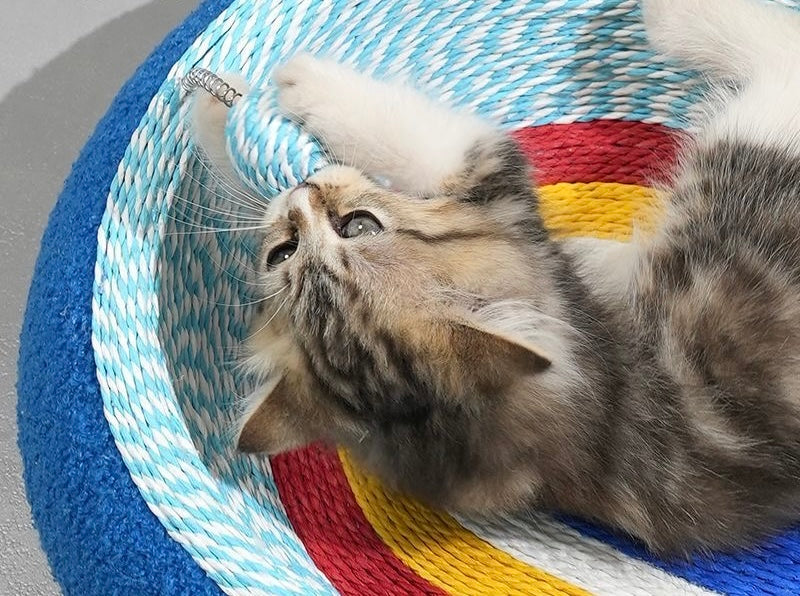 PawJoy™ Rainbow Cat Scratch Pad