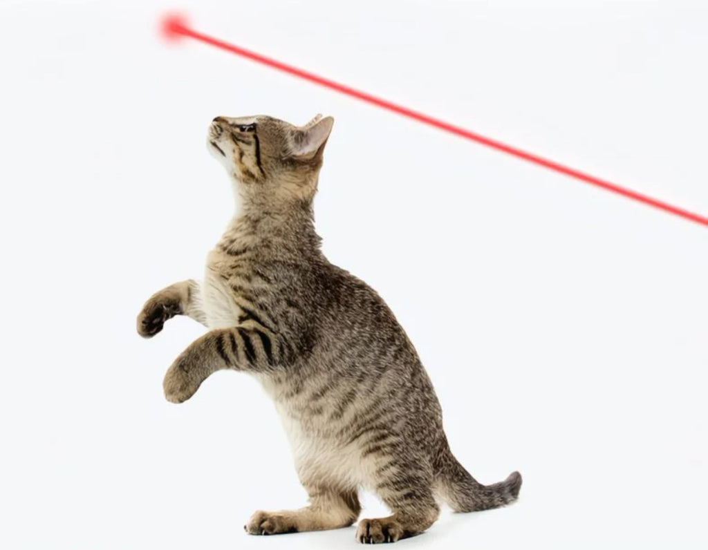Glowli Calm Play Laser Wand for Cats