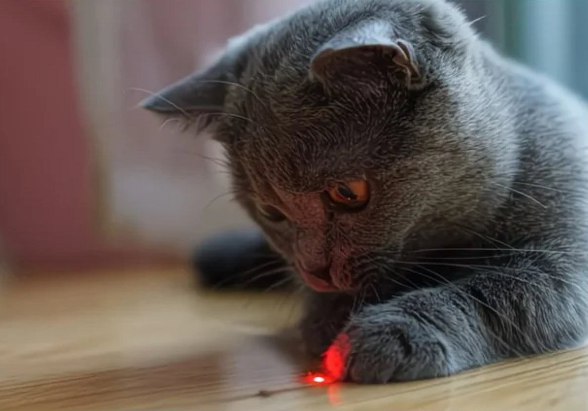 Glowli Calm Play Laser Wand for Cats