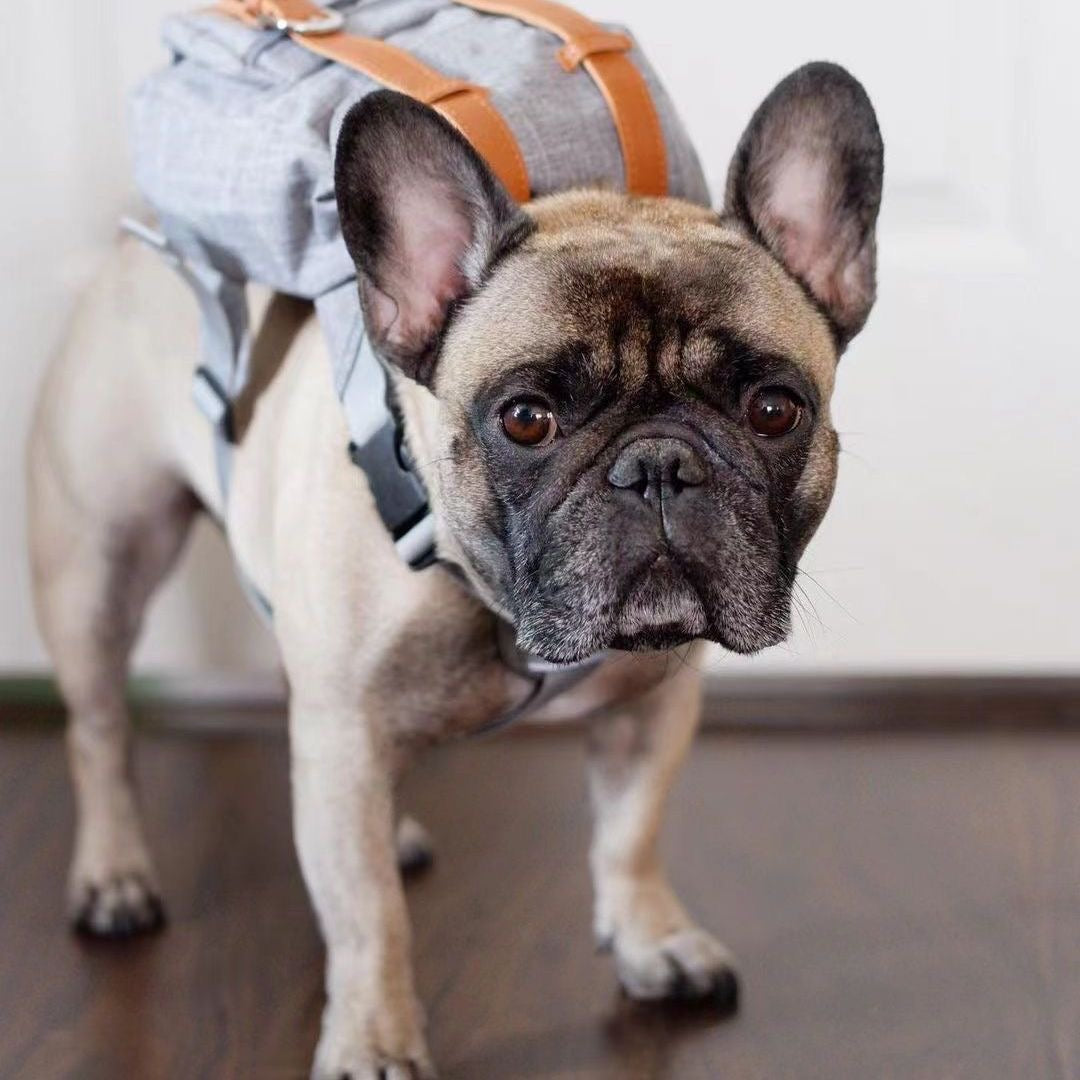 Glowli Pet Explorer Backpack