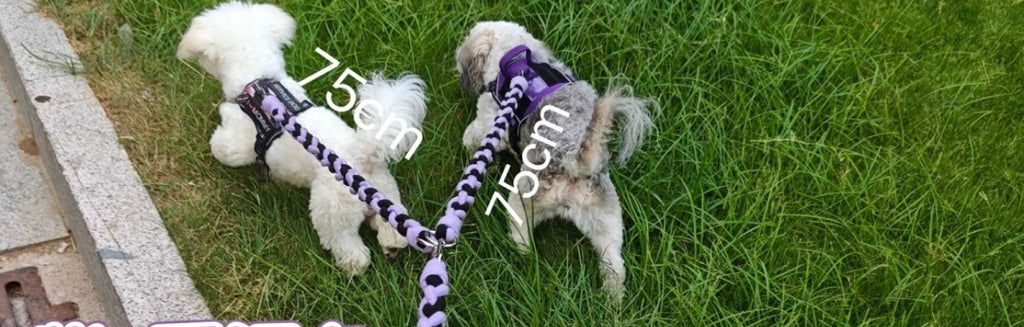 Glowli Double Walk Leash