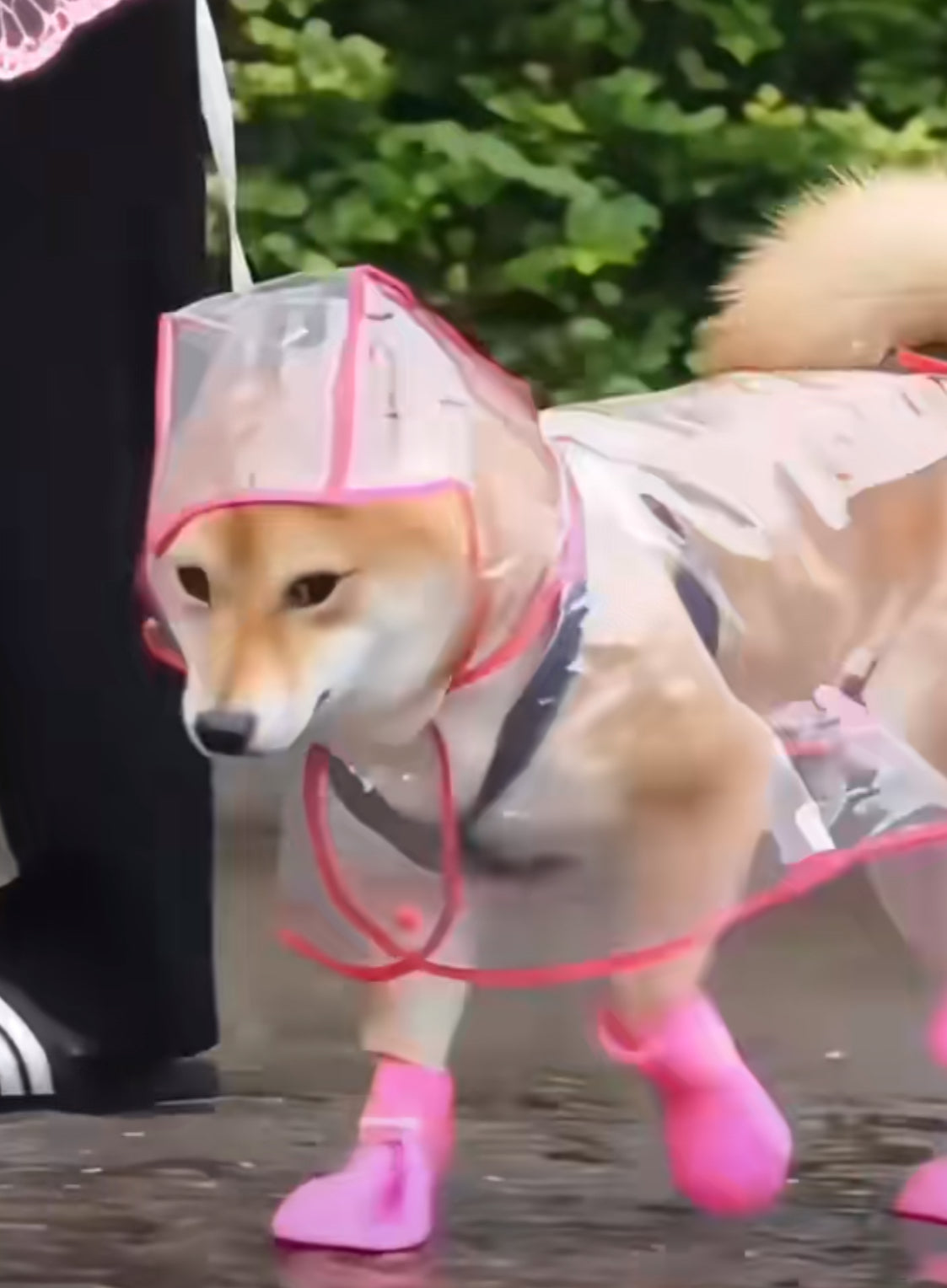 Glowli Pet Raincoat - Transparent Comfort Edition