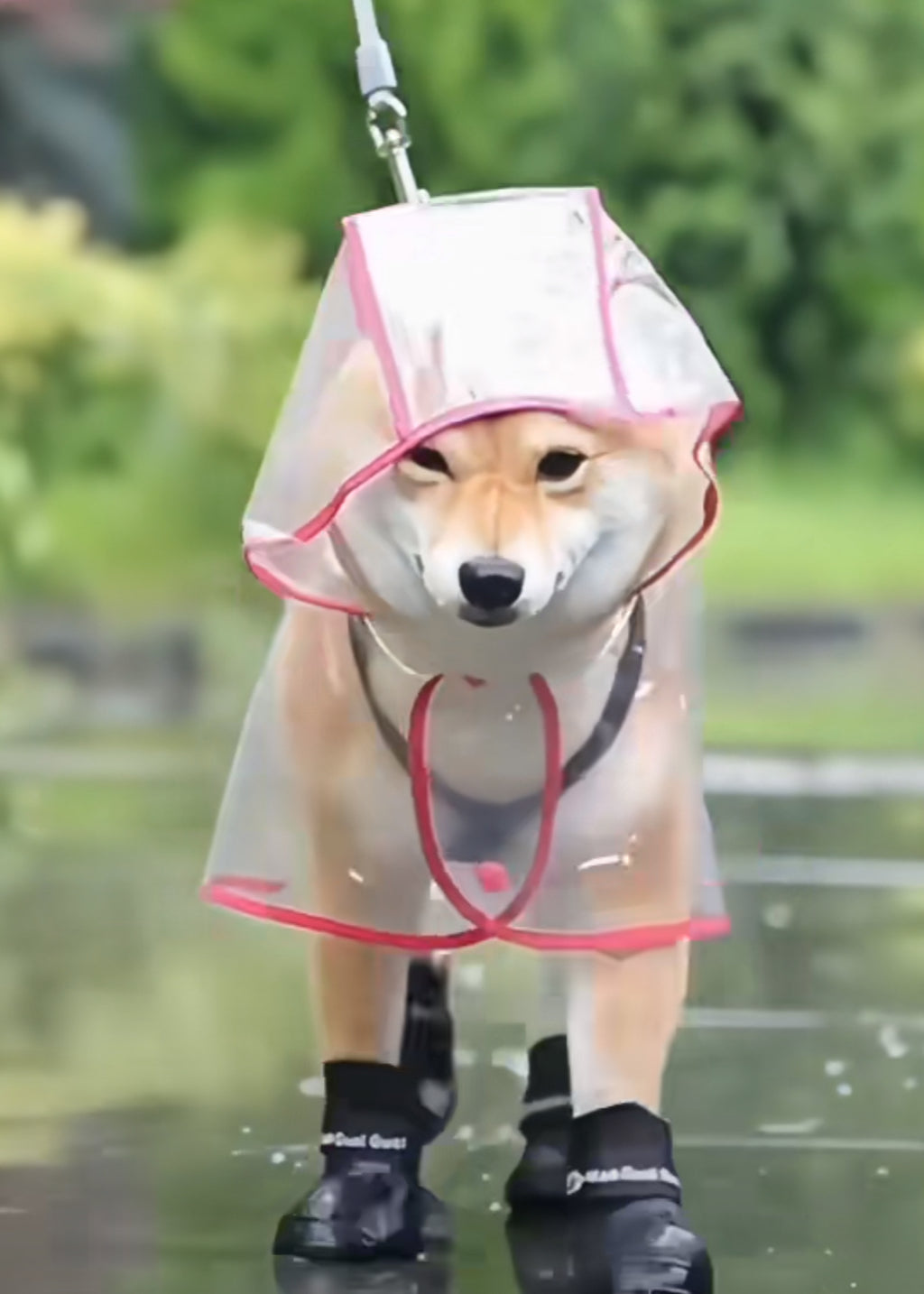 Glowli Pet Raincoat - Transparent Comfort Edition